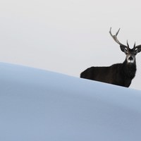Para jeleni szlachetnych w okolicach austriackiego Bregenz [PAP/EPA/FELIX KAESTLE]