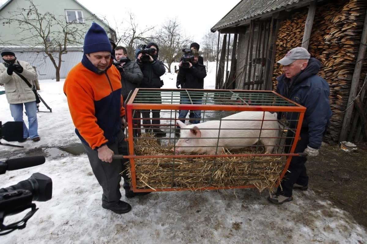 Świnka z Sokółki zwana Blondynką zmieniła miejsce zamieszkania. Ekolodzy z Fundacji Viva postanowili wykupić ją od gospodarza i przewieźć do prowadzonego przez siebie schroniska. O śwince stało się głośno po tym, jak uciekła z zagrody, a następnie przez dłuższy czas udawało jej się unikać policyjnego pościgu. 