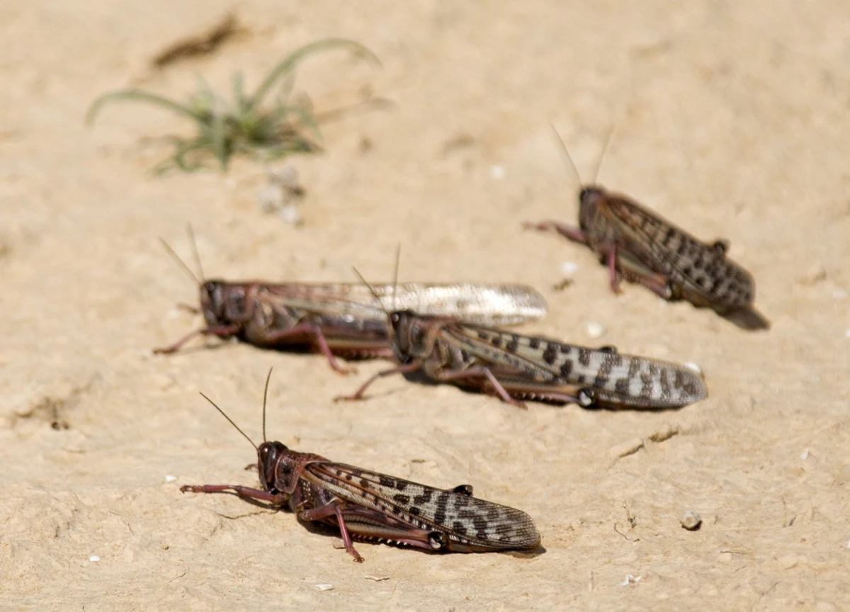 Na południu Izraela rozpoczęto walkę z szarańczą, która nadciągnęła od strony Egiptu. Inwazja insektów pojawiła się na trzy tygodnie przed Paschą - świętem, podczas którego wspomina się m.in. 10 biblijnych plag, które nawiedziły Egipt przed opuszczeniem go przez Żydów.