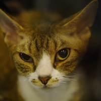 Kot rasy Ojos Azules na międzynarodowej wystawie w Pradze [PAP/EPA/FILIP SINGER]