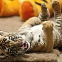 Trzytygodniowy tygrysek bengalski w zoo w węgierskim Gyor [PAP/EPA/CSABA KRIZSAN]
