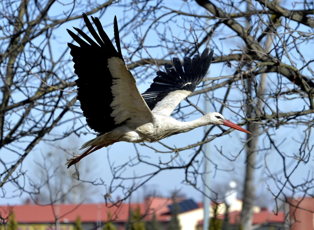 Już za kilka dni mróz ostatecznie odpuści - przewidują synoptycy Cumulusa. Wszystko wskazuje na to, że już w święta słupki rtęci mogą wskazać nawet 10 kresek powyżej zera. Chcesz wiedzieć więcej? Sprawdź prognozę pogody na Wielkanoc!
