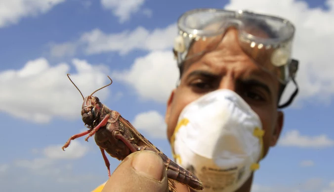 Najgorsza od ponad 60 lat plaga szarańczy na Madagaskarze