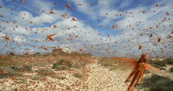 Najgorsza od lat 50. plaga szarańczy opanowała około połowy terytorium Madagaskaru. Stada owadów zagrażają zbiorom, a mieszkańcom tego biednego wyspiarskiego państwa grozi głód - alarmuje Organizacja Narodów Zjednoczonych ds. Wyżywienia i Rolnictwa (FAO).