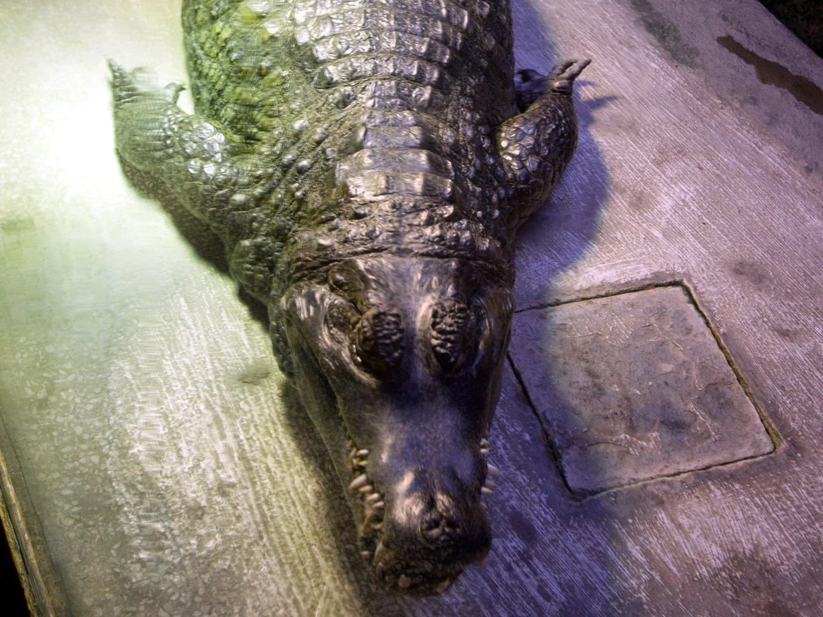 40-letni mężczyzna, który za ciasnym akwarium przetrzymywał ponad półtorametrowego kajmana okularowego, stanie przed sądem pod zarzutem znęcania się nad zwierzętami. Mieszkaniec jednej z podkrakowskich miejscowości odpowie także za stworzenie zagrożenia dla swojej rodziny.