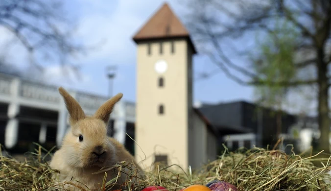 Wielkanocny zając symbolem płodności