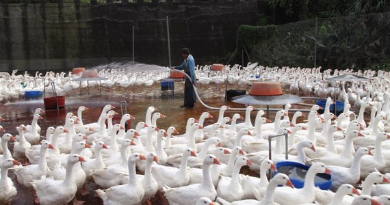 Władze Szanghaju poinformowały  o kolejnej - czwartej - ofierze śmiertelnej wirusa ptasiej grypy H7N9. Łącznie nowym wirusem na wschodzie Chin zaraziło się 11 osób - podała telewizja państwowa CCTV. Wietnam wstrzymał import chińskiego drobiu.