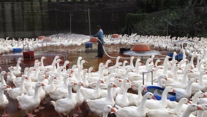 Czwarta ofiara śmiertelna wirusa ptasiej grypy H7N9 
