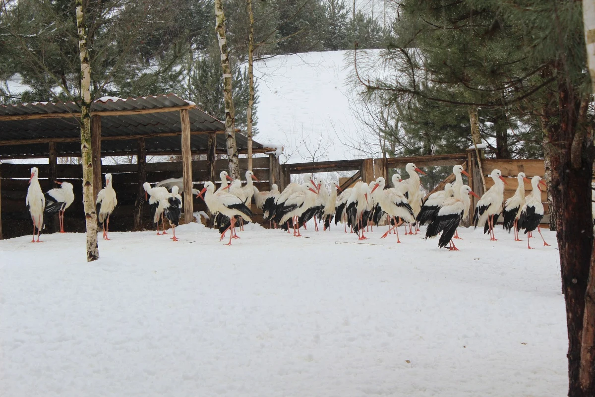 Przedłużająca się zima bywa zabójcza dla bocianów, które wróciły już z ciepłych krajów. Problemem nie jest jednak niska temperatura, a brak pożywienia. Każdy z nas może im jednak pomóc.