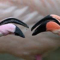 Flamingi w monachijskim zoo [PAP/EPA/FRANK LEONHARDT]