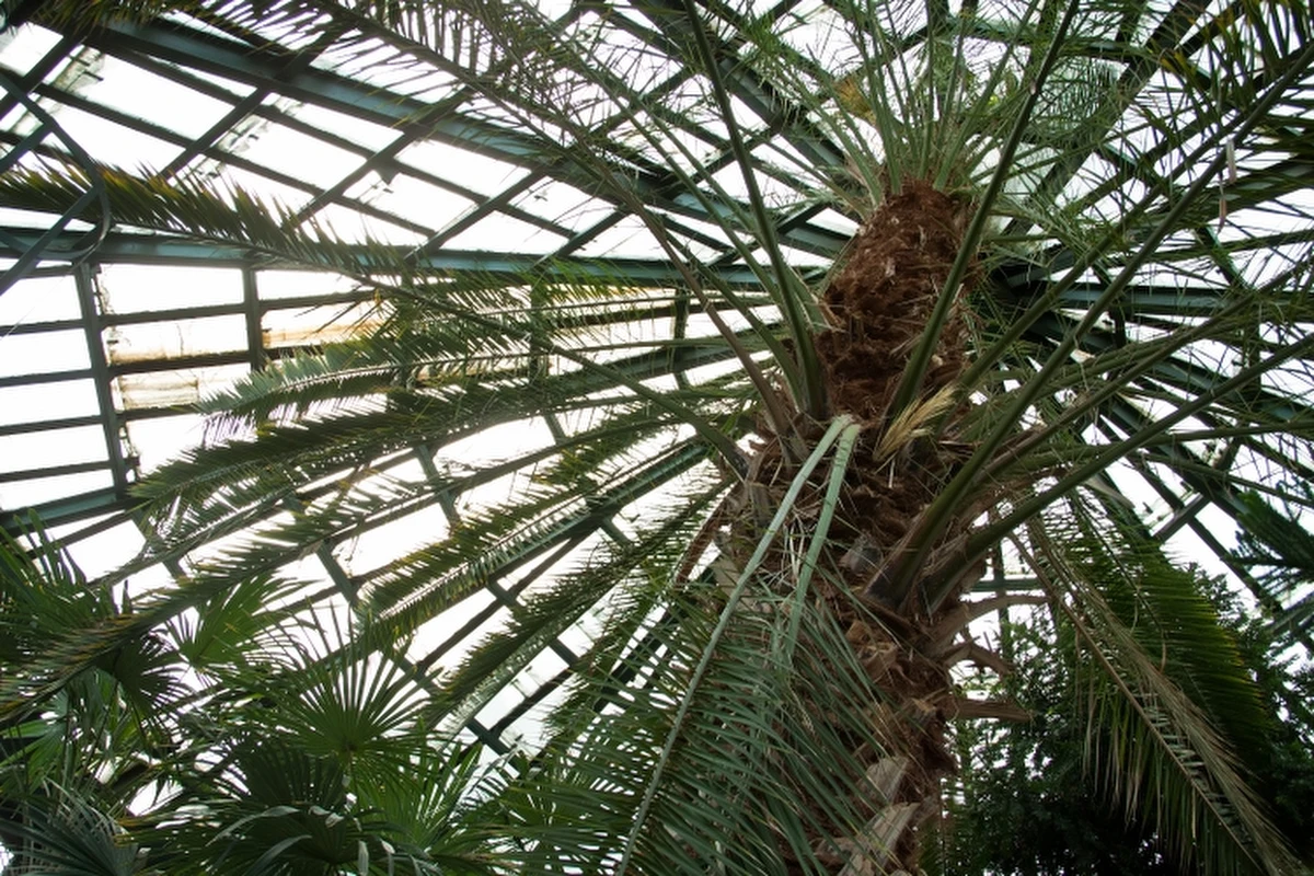 Palmiarnia w Gdańsku - Oliwie znowu ma problem z palmą. Daktylowiec drugi raz w ciągu kilku miesięcy przebił się przez dach budynku. Urzędnicy zastanawiają się jak poskromić niepokorne drzewo i zarazem dać mu możliwość swobodnego i bezpiecznego rozrostu. 