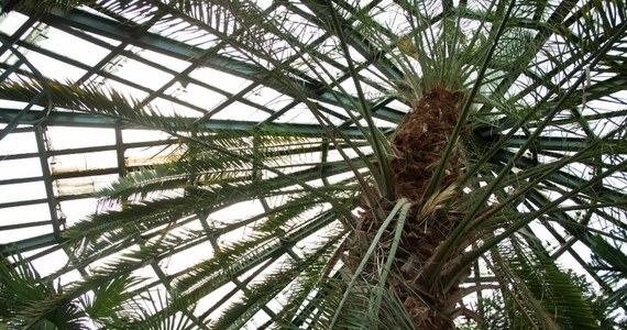 Palmiarnia w Gdańsku - Oliwie znowu ma problem z palmą. Daktylowiec drugi raz w ciągu kilku miesięcy przebił się przez dach budynku. Urzędnicy zastanawiają się jak poskromić niepokorne drzewo i zarazem dać mu możliwość swobodnego i bezpiecznego rozrostu. 