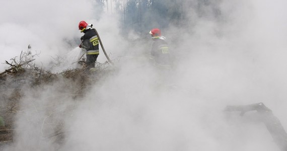 Rośnie zagrożenie pożarowe w lasach w Śląskiem. W całym regionie obowiązuje już trzeci, najwyższy stopień alarmowy. Wczoraj w okolicy Kuźni Raciborskiej spaliło się prawie 17 hektarów lasu, dziś do kolejnego pożaru doszło w okolicach Brynka.