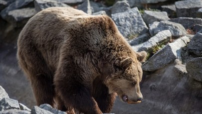 Atak niedźwiedzia na Słowacji. Mężczyzna jest ciężko ranny