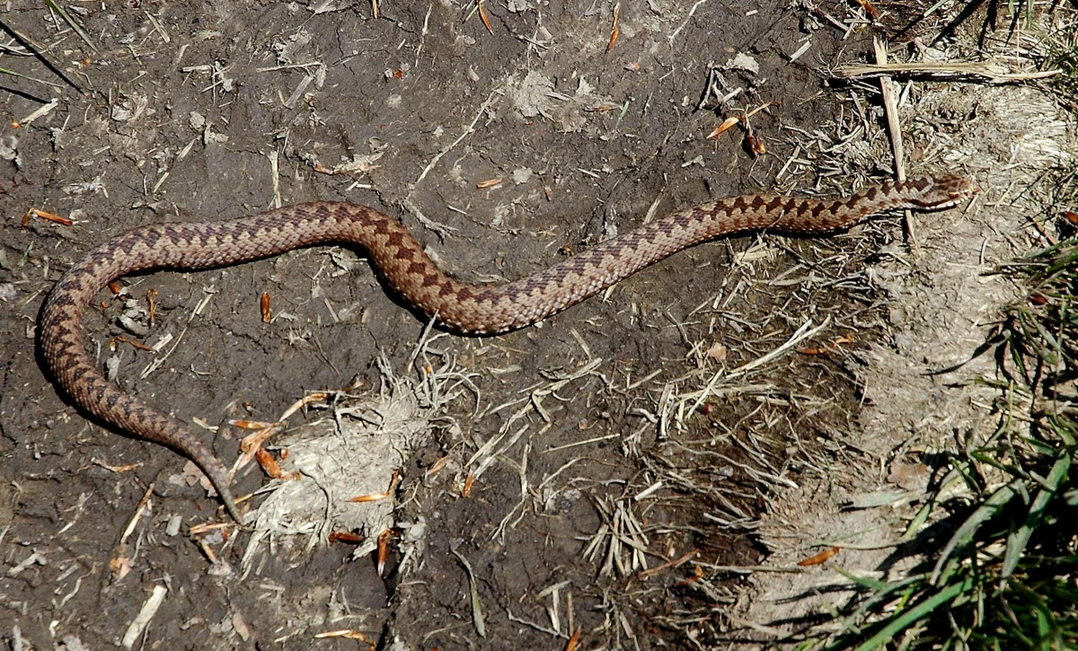 Żmija zygzakowata ukąsiła jedną z pracownic marketu w opolskich Chrząstowicach. Kobieta trafiła do szpitala. Gad prawdopodobnie przypełzł do sklepu z okolicznych pól.