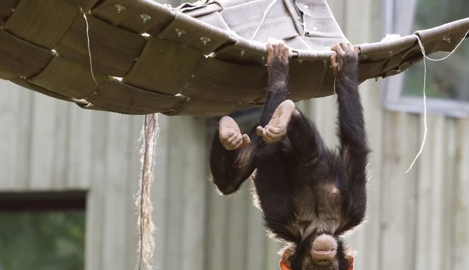 Światowy Dzień Zwierząt 2021. Kiedy wypada i o co w nim chodzi?