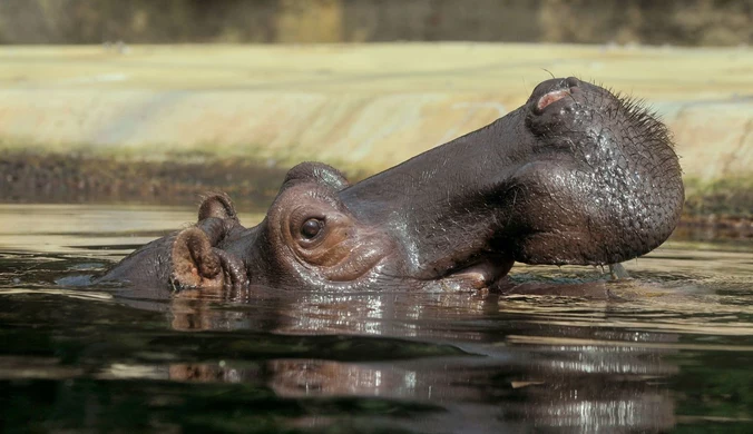 Hipopotam połknął 27-latka. Mężczyzna przeżył