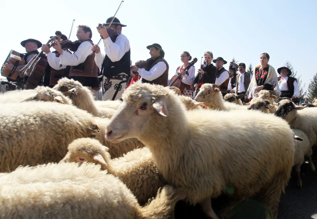 Takiego wydarzenia nie było od pół tysiąca lat, kiedy łukiem Karpat na Podhale dotarli pasterze wołoscy. Chcąc przypomnieć to wydarzenie i przypomnieć wołoskie korzenie polskich górali, bacowie przejdą z owcami ponad 1200 km. Wyruszają dzisiaj z Rumunii, by we wrześniu dotrzeć do Czech. 