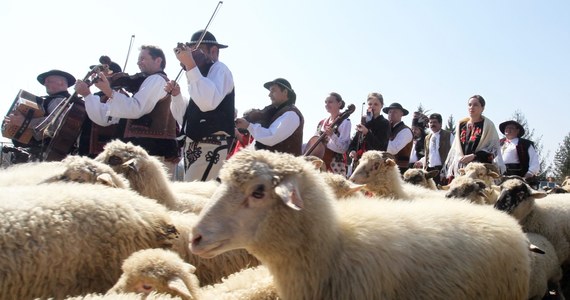 Takiego wydarzenia nie było od pół tysiąca lat, kiedy łukiem Karpat na Podhale dotarli pasterze wołoscy. Chcąc przypomnieć to wydarzenie i przypomnieć wołoskie korzenie polskich górali, bacowie przejdą z owcami ponad 1200 km. Wyruszają dzisiaj z Rumunii, by we wrześniu dotrzeć do Czech. 
