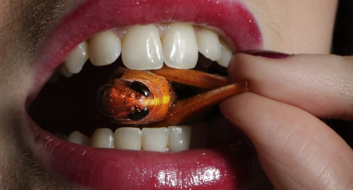 Robaki i insekty to jedzenie przyszłości - wynika z raportu opublikowanego przez Organizację Narodów Zjednoczonych do spraw Wyżywienia i Rolnictwa (FAO). Badania wykazują, że jedzenie wszelkiego rodzaju owadów ma wpływać pozytywnie na zdrowie, środowisko i gospodarkę.