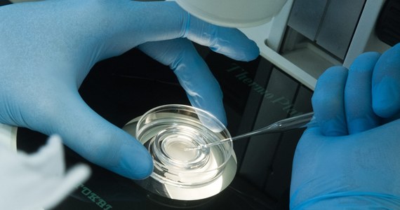 Naukowcy z laboratorium w stanie Oregon ogłosili, że po raz pierwszy w historii udało im się przy pomocy klonowania uzyskać ludzkie macierzyste komórki embrionalne, które mogą posłużyć do tworzenia organów na zamówienie. W artykule opublikowanym na portalu internetowym czasopisma "Cell" ujawniają, że wykorzystali metodę, która 17 lat temu posłużyła do sklonowania słynnej owcy Dolly. Twierdzą przy tym, że ich praca, nie ma prowadzić do klonowania człowieka. Problem w tym, czy można tym zapewnieniom ufać.