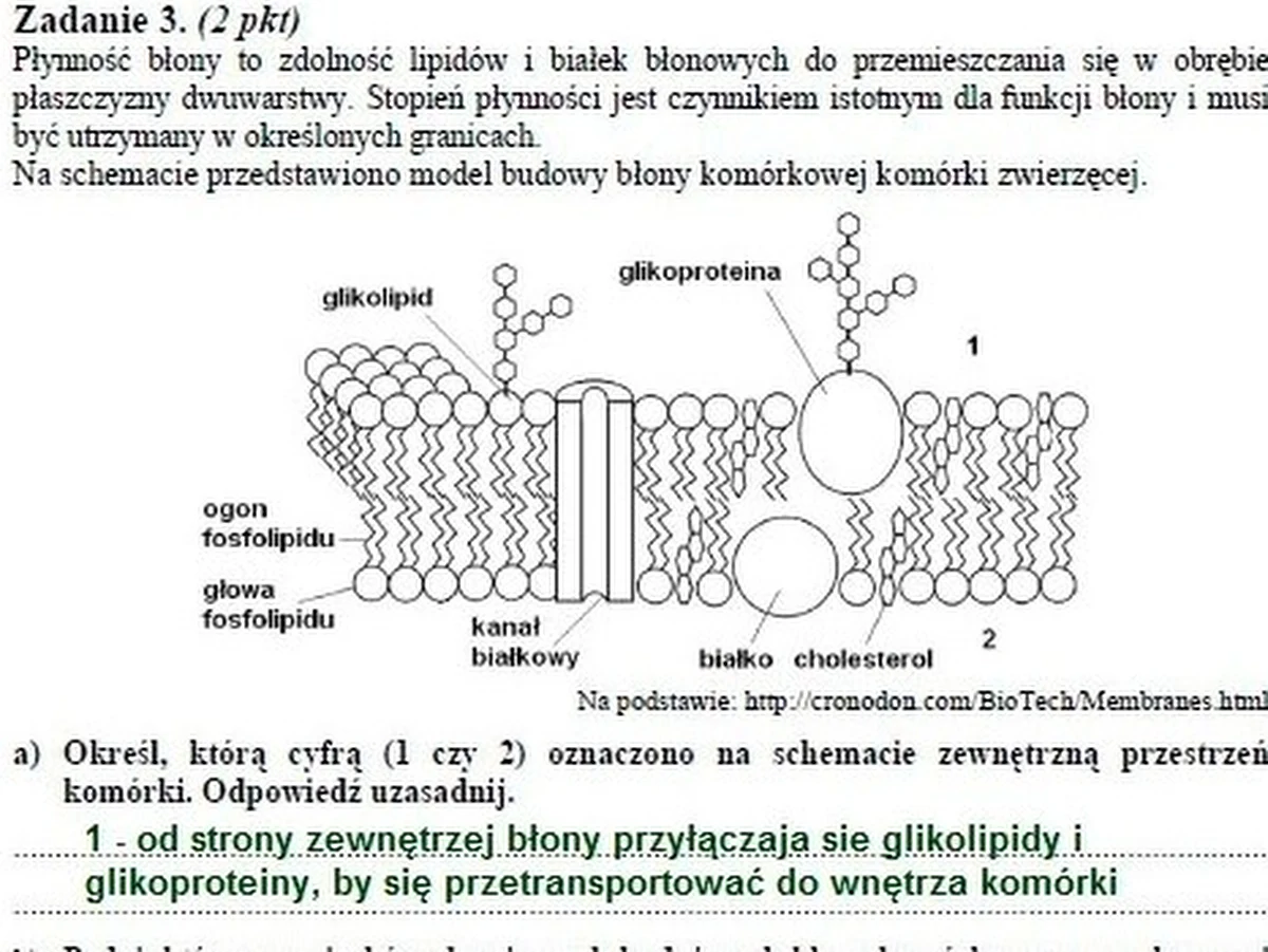 Egzamin nie był trudny, ale problem uczniom mógł sprawić inny sposób formułowania pytań - ocenia dzisiejszą maturę z biologii na poziomie rozszerzonym nauczycielka, z którą rozmawiała reporterka RMF FM. Czy rzeczywiście nie było się czego obawiać? Sprawdźcie sami. Na RMF24.pl publikujemy propozycje rozwiązań przygotowane przez eksperta Interia.pl.