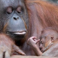Orangutan Nonja z młodym w zoo w niemieckim Muenster [PAP/EPA/FRISO GENTSCH]