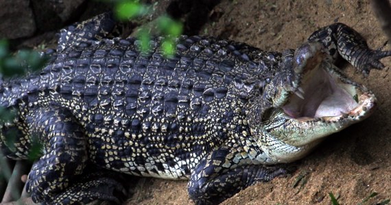 ​Kilka godzin zajęło pracownikom ogrodu zoologicznego w Bangkoku schwytanie dwumetrowego krokodyla, który przedostał się do systemu wentylacyjnego w tajlandzkim parlamencie - poinformowała lokalna prasa.
