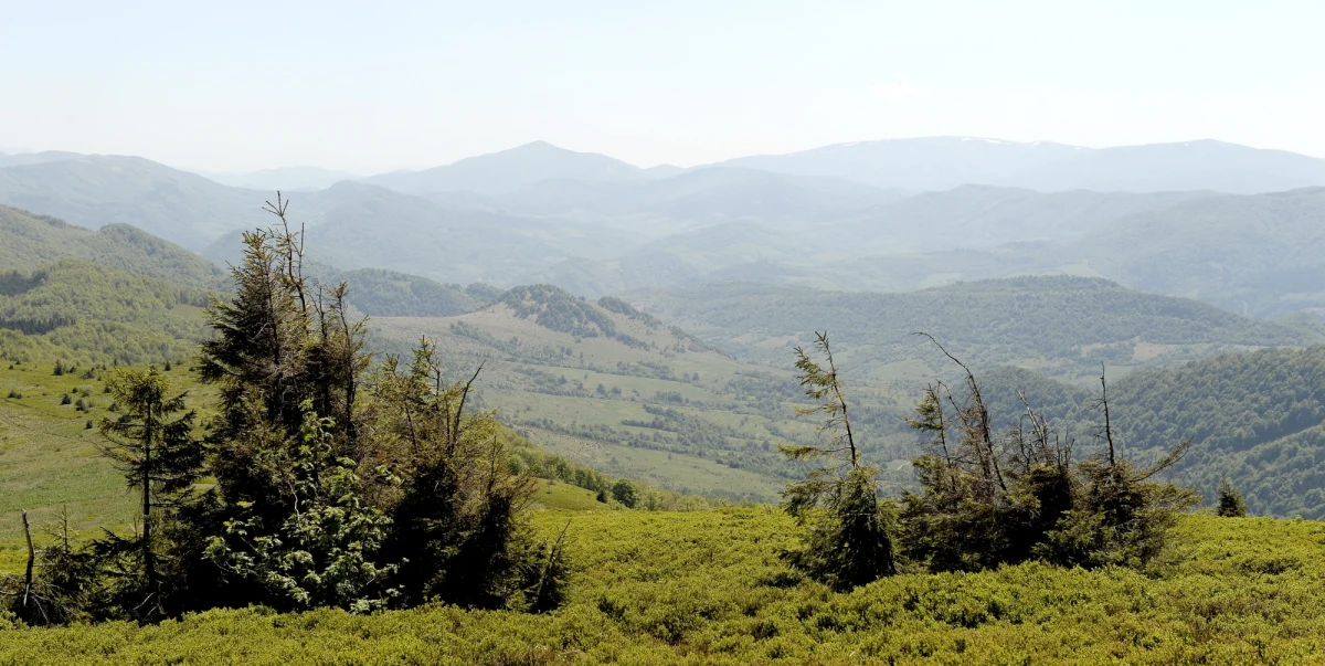 W ciągu trzech tygodni w Bieszczadach znaleziono szczątki trzech niedźwiedzi. Badania wykazały, że przyczyny ich śmierci są naturalne – zapewnia rzecznik Regionalnej Dyrekcji Lasów Państwowych w Krośnie Edward Marszałek. 