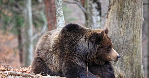 Rumunia: Zabił jednego z największych niedźwiedzi w Europie.  Książę oskarżony