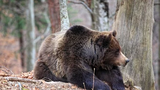 Atak niedźwiedzia w Bieszczadach. Akcja ratunkowa trwała trzy godziny
