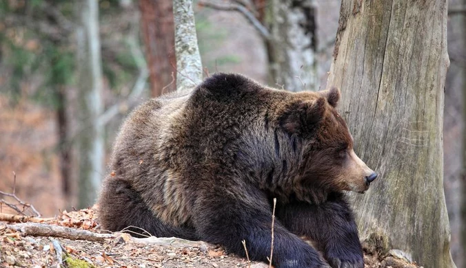 Atak niedźwiedzia. Co robić, gdy spotkamy drapieżnika? TPN radzi 