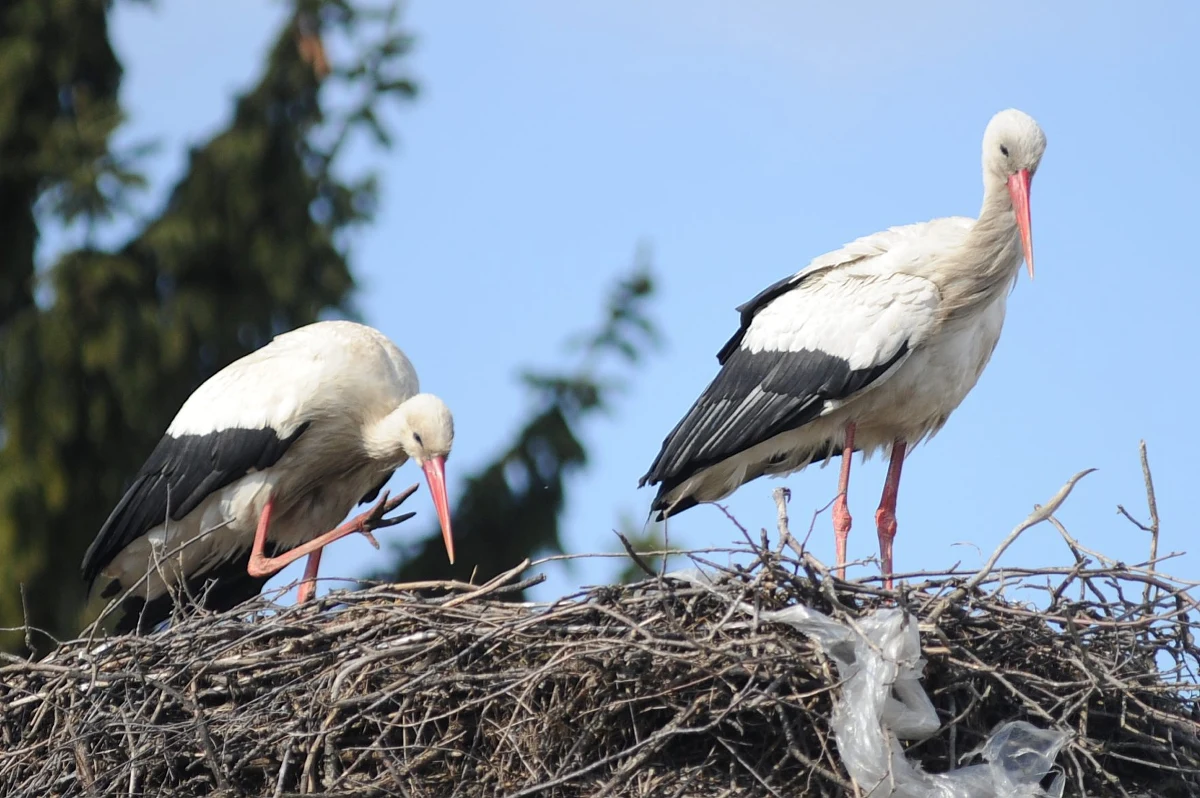32 bociany wykluły się w Kłopocie w Lubuskiem. We wsi mieści się jedyne w Polsce muzeum tych ptaków. W tym roku w wyniku długiej zimy młode przyszły na świat około 10 dni później niż zwykle. "Na razie trudno powiedzieć, jaki to będzie miało wpływ na kondycję piskląt. Cieszy fakt, iż w niektórych gniazdach, gdzie było pięć jaj, jest taka sama liczba młodych" - mówi Krzysztof Gajda z Muzeum Bociana Białego w Kłopocie.