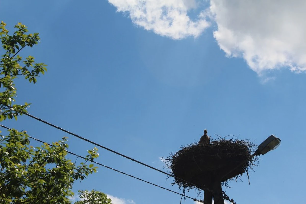 Co czwarty bocian jest Polakiem. Tak wynika z ostatniego światowego liczenia tych ptaków. Ich liczbę  oceniono na ponad 52 tysiące par. To najwięcej spośród wszystkich krajów europejskich. Prawdziwa bociania stolica Polski znajduje się w Żywkowie w Warmińsko-Mazurskiem. 