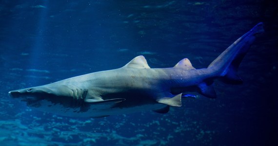 Rada UE przyjęła wzmocnienie zakazu odpłetwiania rekinów. Chodzi o praktykę wycinania płetw żywym rybom i wyrzucania drapieżników z powrotem do morza, co prowadzi do ich śmierci. Płetwy uchodzą za kulinarny rarytas, zwłaszcza w krajach azjatyckich.