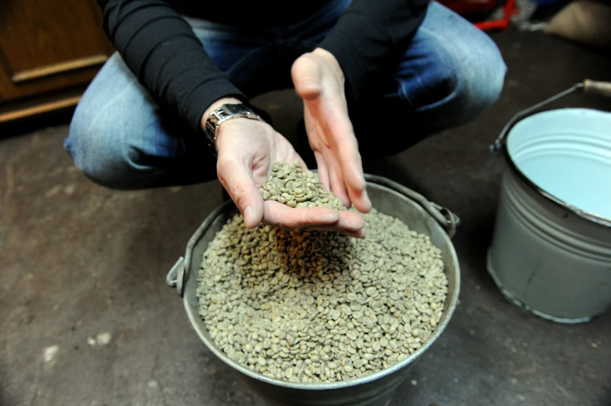 "Cudowne" środki na odchudzanie, które nie działają, a mogą być szkodliwe. Coraz więcej ostatnio się o nich mówi. I oto w najnowszym numerze czasopisma "Journal of Agricultural and Food Chemistry" naukowcy rozwiewają nadzieje związane z kolejnym z nich. Tym razem chodzi o zieloną kawę, a dokładnie występujący w niej, a nieobecny w palonych ziarnach kawy, kwas chlorogenowy (CGA). 