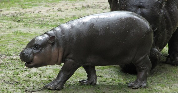 RAPI – tak będzie się nazywał mały hipopotam karłowaty, który urodził się w krakowskim ogrodzie zoologicznym. Imię, które powstało z pierwszy liter imion rodziców hipcia, wybraliście Wy w naszej sondzie na RMF24.pl.
