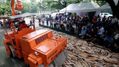 Pięć ton kości słoniowej zniszczono na Filipinach. Była warta 10 mln dolarów