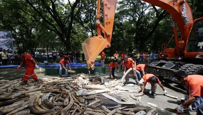 Na Filipinach zniszczono 5 ton skonfiskowanych kłów słonia