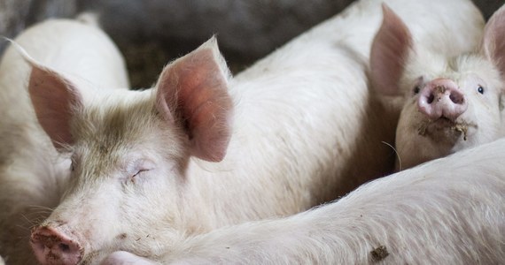 Istnieje duże ryzyko dla Polski w związku z potwierdzonym na Białorusi afrykańskim pomorem świń. Choroba ta jest już 150 km od polskiej granicy, a 40 km od litewskiej. Na pomór afrykański świń nie ma ani lekarstwa ani szczepionki, a śmiertelność u zwierząt jest 100-procentowa. 