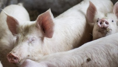 Służby weterynaryjne alarmują: Pomór świń tuż przy polskiej granicy