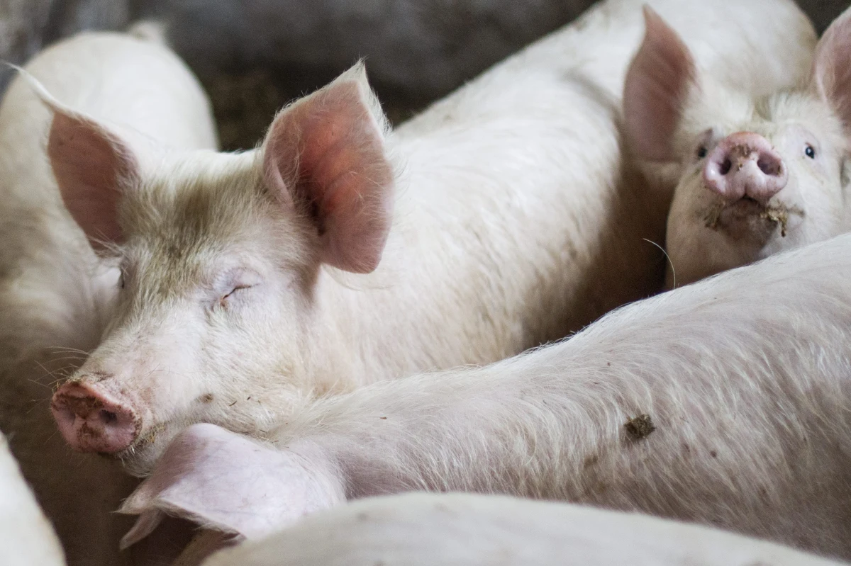 Na przejściach granicznych z Białorusią wprowadzono dodatkowe zabezpieczenia, m.in. maty dezynfekujące. Kraj ten walczy z afrykańskim pomorem świń - chorobą, która dziesiątkuje te zwierzęta. Niestety jest realna szansa, że wirus przedostanie się do Polski. 