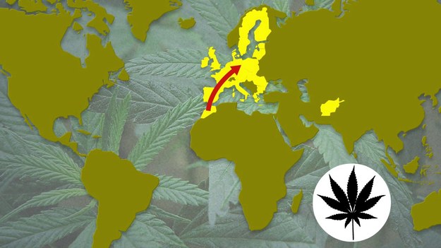 Szacuje się, że na całym świecie narkotyków używa 240 mln ludzi. Liczba osób uzależnionych, w zależności od źródła danych, waha się od 16 do 39 milionów. Najpopularniejszym narkotykiem na Ziemi pozostaje wciąż marihuana.