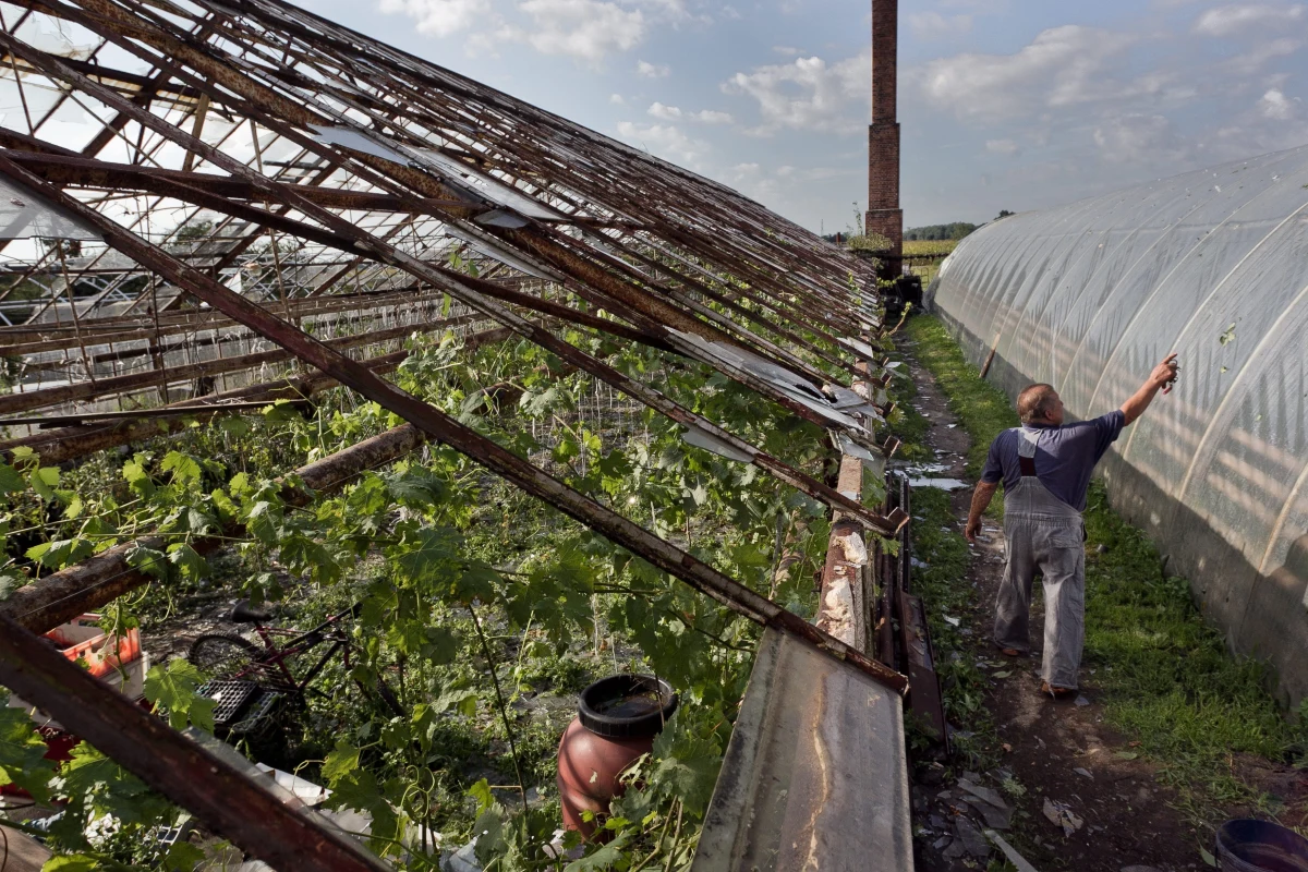 Aż 16 tysięcy hektarów upraw zniszczyły na Opolszczyźnie czerwcowe ulewy i gradobicia. Straty zgłosili właściciele prawie tysiąca gospodarstw. Najbardziej ucierpieli rolnicy z gmin Kluczbork, Pokój, Strzelce Opolskie i Rudniki. Według władz, to na razie wstępne szacunki.