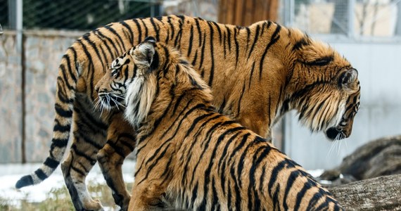 Do tragedii doszło w prywatnym ogrodzie zoologicznego w miejscowości Pinerelo na północy Włoch. Jego właściciel został rozszarpany przez trzy tygrysy. Zwierzęta zaatakowały 72-latka po tym, jak wszedł do klatki, by je nakarmić.