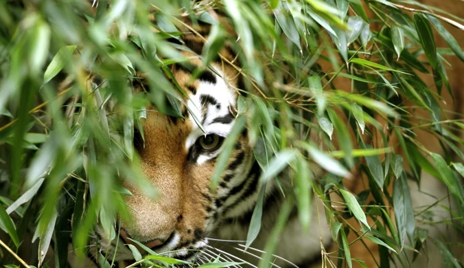 Właściciel prywatnego zoo rozszarpany przez tygrysy 