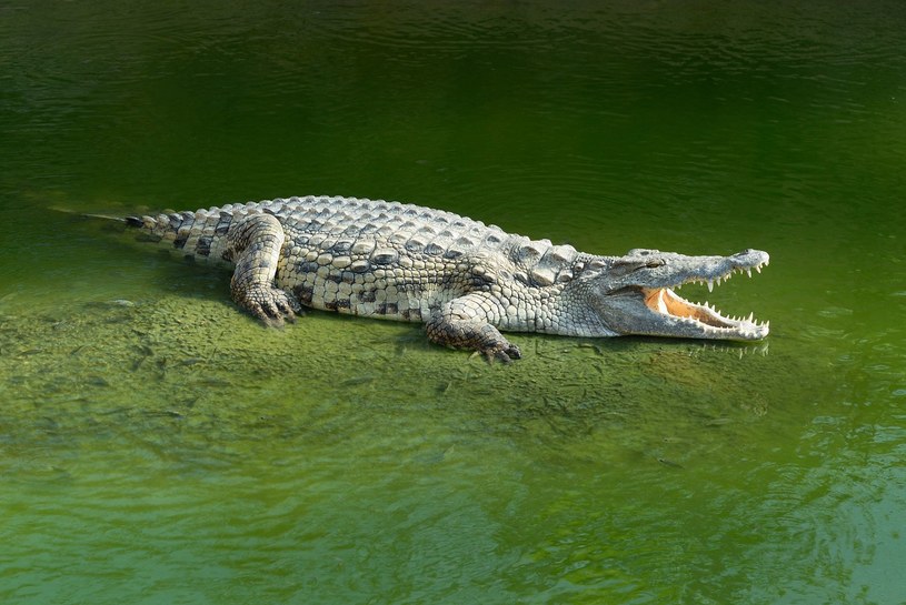 Aligator Rośliny i zwierzęta - najważniejsze informacje