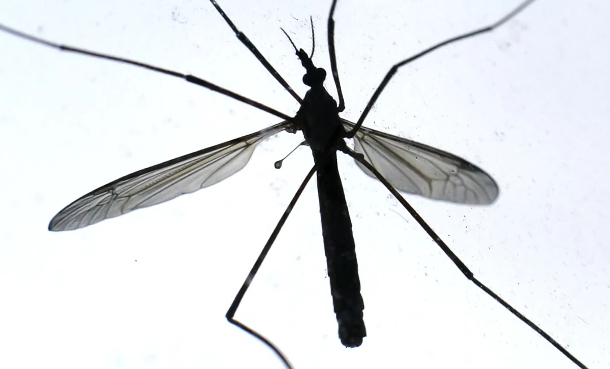 Holandia walczy z komarami azjatyckimi, które roznoszą niebezpieczne, tropikalne choroby. Komara znaleziono w siedzibie jednej z firm, która sprowadza używane opony z Azji w miejscowości Oss w Północnej Brabancji. 