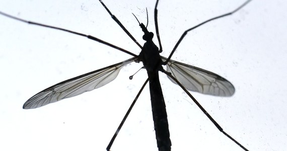 Holandia walczy z komarami azjatyckimi, które roznoszą niebezpieczne, tropikalne choroby. Komara znaleziono w siedzibie jednej z firm, która sprowadza używane opony z Azji w miejscowości Oss w Północnej Brabancji. 