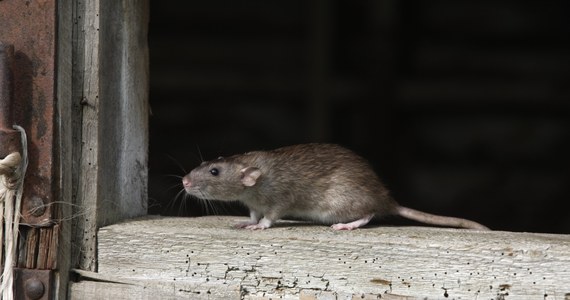 Rosyjskie szczury przestają bać się ludzi i wchodzą do mieszkań i domów. Tylko w Moskwie ponad setka osób została w tym roku pogryziona przez te szkodniki.